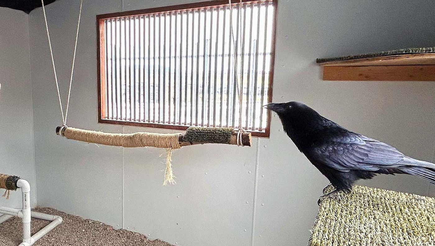 Raven Becky in mews