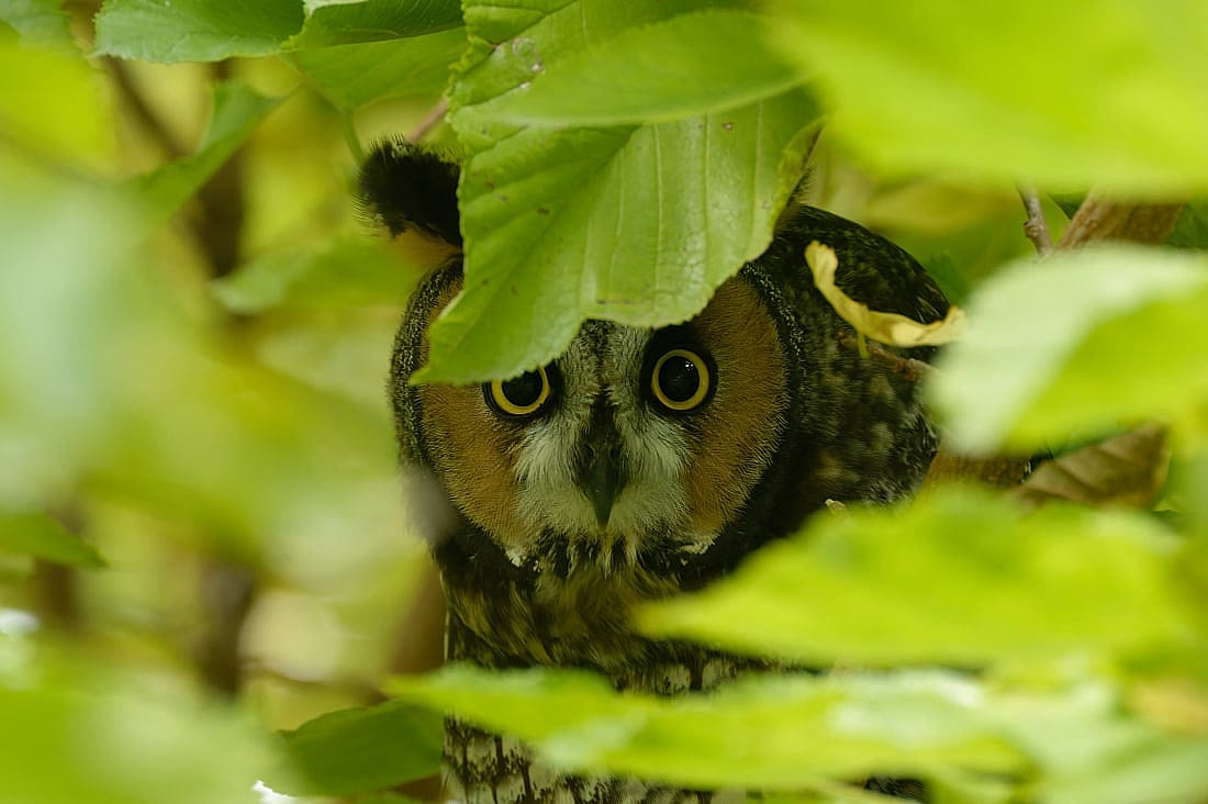 This photo demonstrates hiding withing vegetation as well a color ID of facial disc.