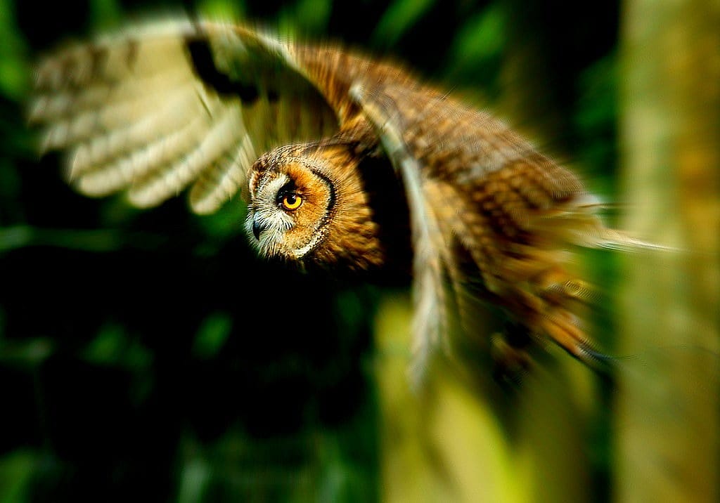 The photo remonstrates the facial disc of a Long=eared Owl in flight.