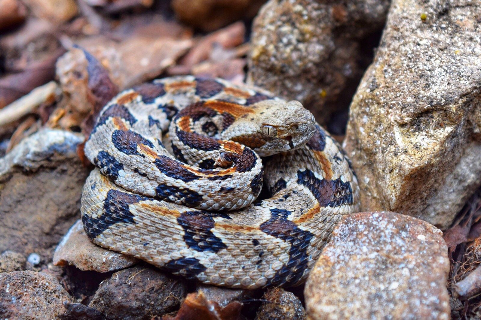 An example of a snake that is venomous.